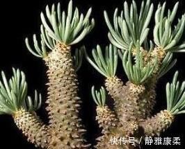 植物|万万不要在家里养这几种多肉,很多人不懂都爱养,长大带有剧毒的