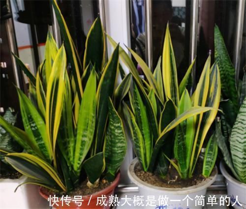 冬天|冬天养虎皮兰,土里埋点“生长素”,一到春天爆新芽