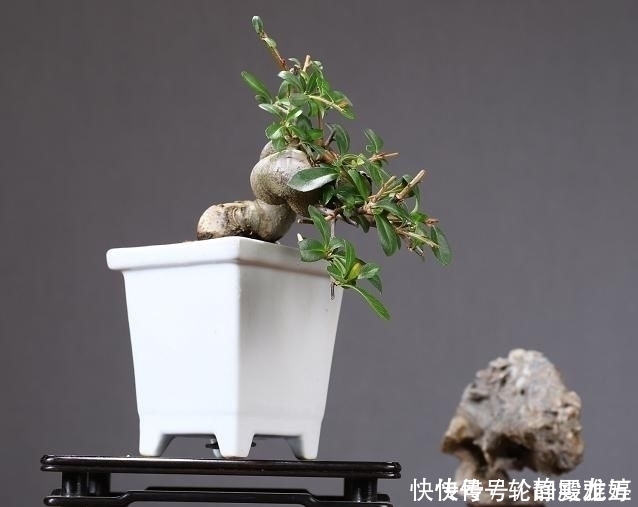 花期|欣赏日本大师盆景作品,精心培育的造型,非常具有艺术气息