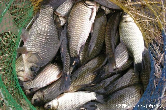 自制|鲫鱼最爱吃的饵料不在渔具店,而在菜市场,这三样东西混合就可以