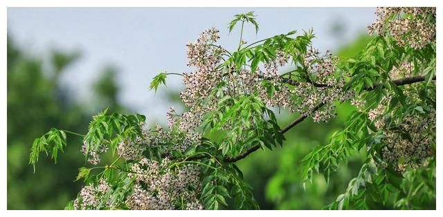 苦楝花开：初夏，难忘那一抹淡紫的苦香