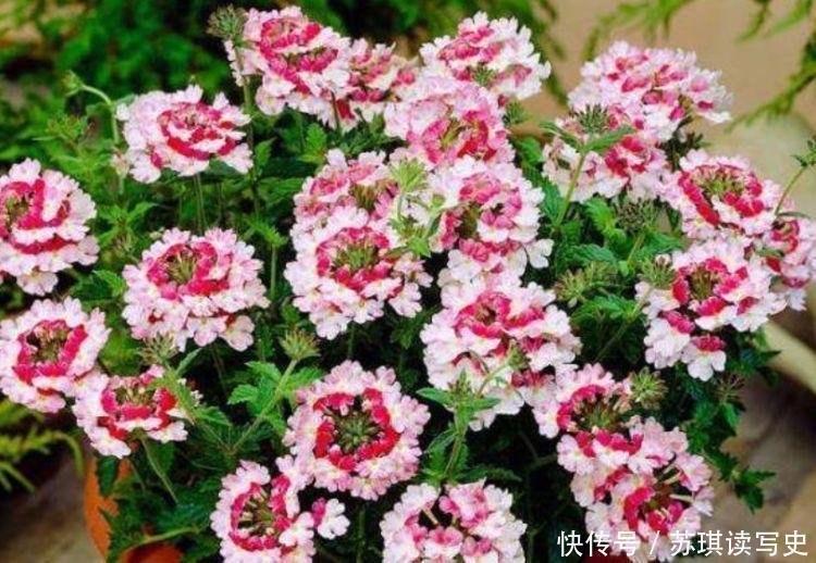 枝头|此几款花卉便宜又好养,不闻不问,枝头窜满花苞