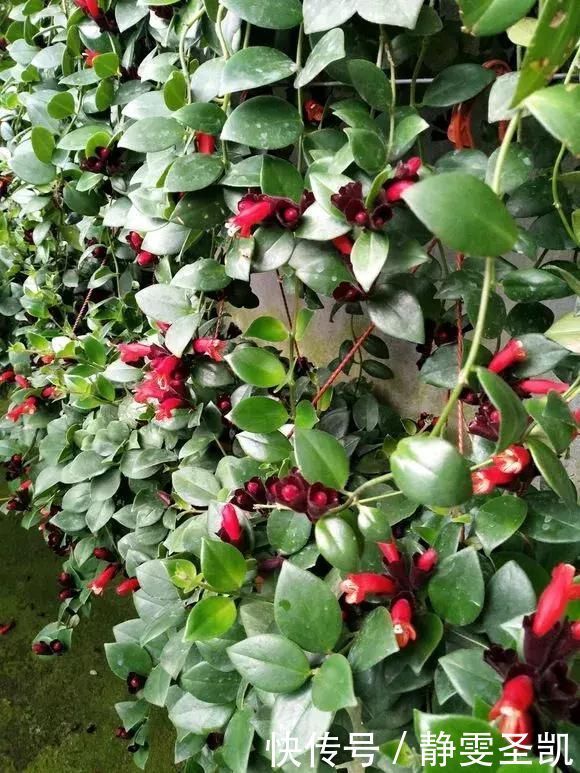 容易爆盆的“3种”吊兰,挂起来养在阳台,就像“绿窗帘”