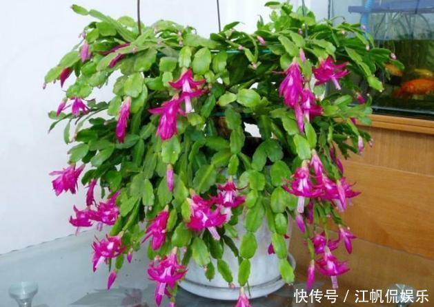 蟹爪兰叶片软趴趴怎么办从3方面对症处理,冬春花开爆满盆