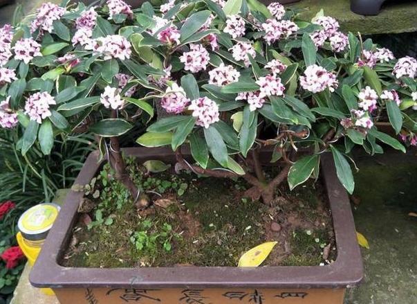 茉莉|养月季、茉莉不如盆栽金边瑞香，花期长、花朵多，花开满屋飘香