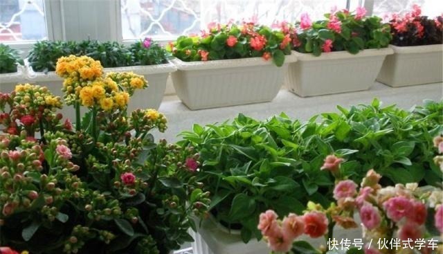 植株|有1种“体液”，人们常浪费，殊不知，是花草最爱，比黄豆水都肥！