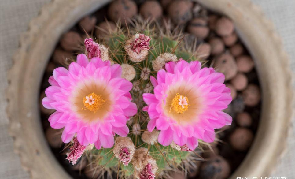 养花|5种“调味品”养花，能杀虫除菌，叶绿花艳，你用过几种？