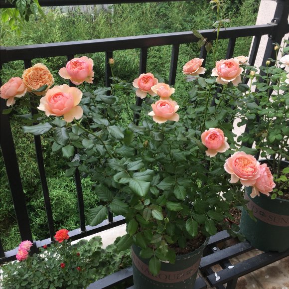 养花必备的杀菌剂，到底怎么用？多菌灵只是“初级”，黄叶不管用