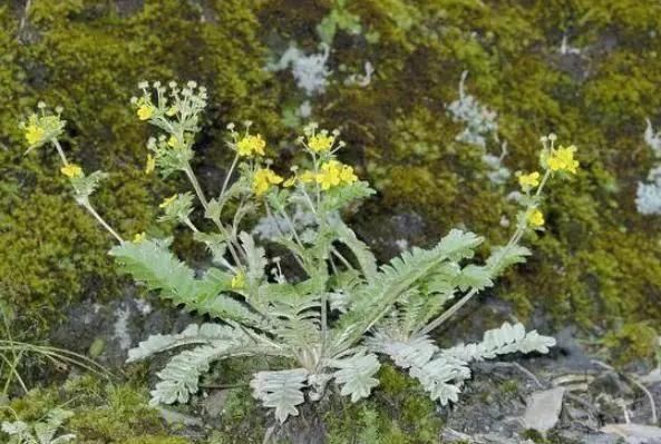 农村这种不起眼的野草,根系长得像鸡腿,70后80后拔起来就开吃