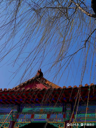 老年|就地过年春在身边｜牛年佳节春来早，济南趵突泉垂柳发新芽