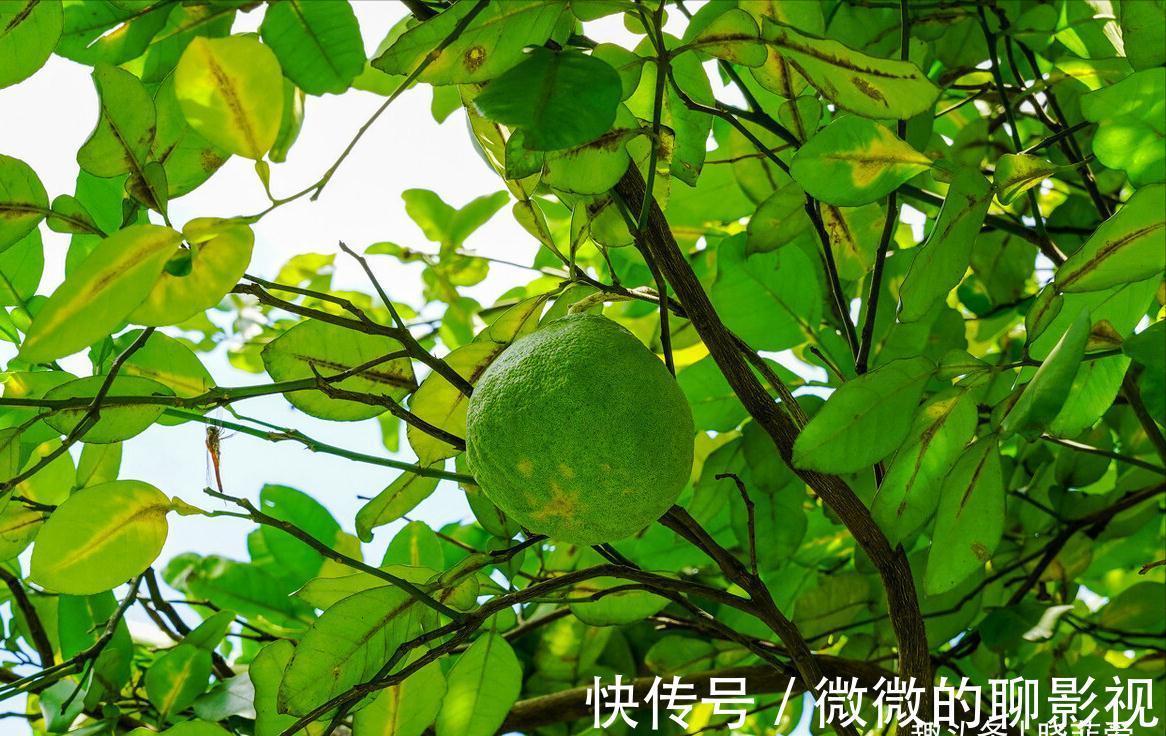 7种“旺宅树”,家有空地建议种一棵,能吃好看,旺财添福寓意好