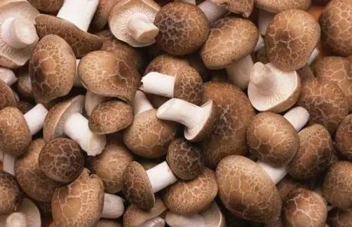 维生素d|香菇不能与此物一起食用，却有很多人还不清楚，看完告诉身边人