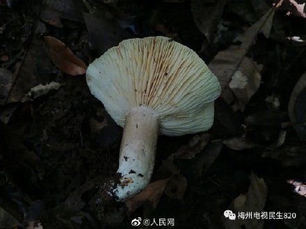 致死|广东祖孙3人食用毒蘑菇致死