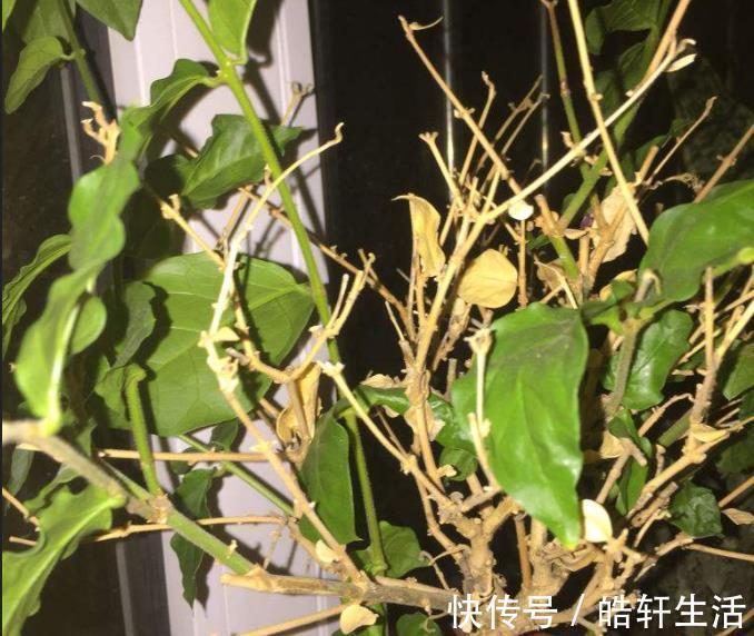 根系|茉莉花干枝黄叶怎么办?1步操作让它焕发第二春,叶绿开花多!
