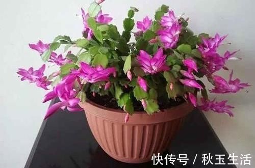 扦插蟹爪兰，巧用“小妙招”，夹在梳子缝里，呼呼长出毛细根