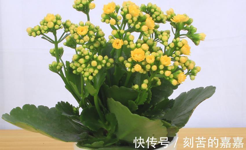 四种花秋季插扦正是好时候，成活率高，方法真简单