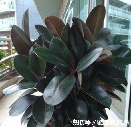 居家就养此款花卉,不闻不问,越不管长得越旺,懒人新手最适合!