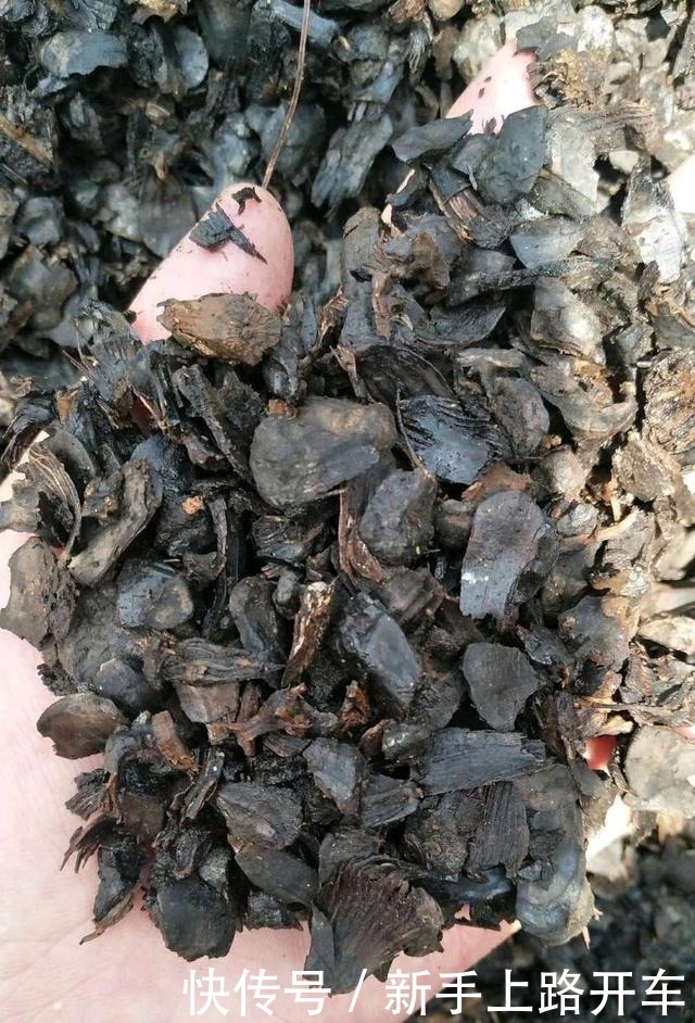 这些“肥料”遍地都是,不花钱捡回家,养花用一把,个个长爆盆!