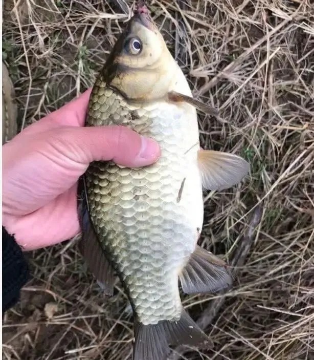 实用|不管温度有多低,只要学会这几个实用技巧,照样钓得盆满钵满