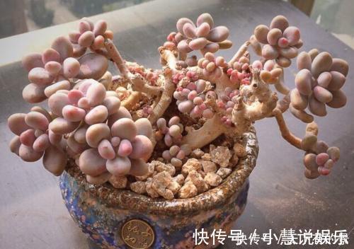 杂交品种|20款高贵梦幻紫色多肉，养一盆“紫气东来”，总有一款是你喜欢的
