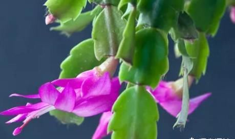 蟹爪兰浇什么肥？