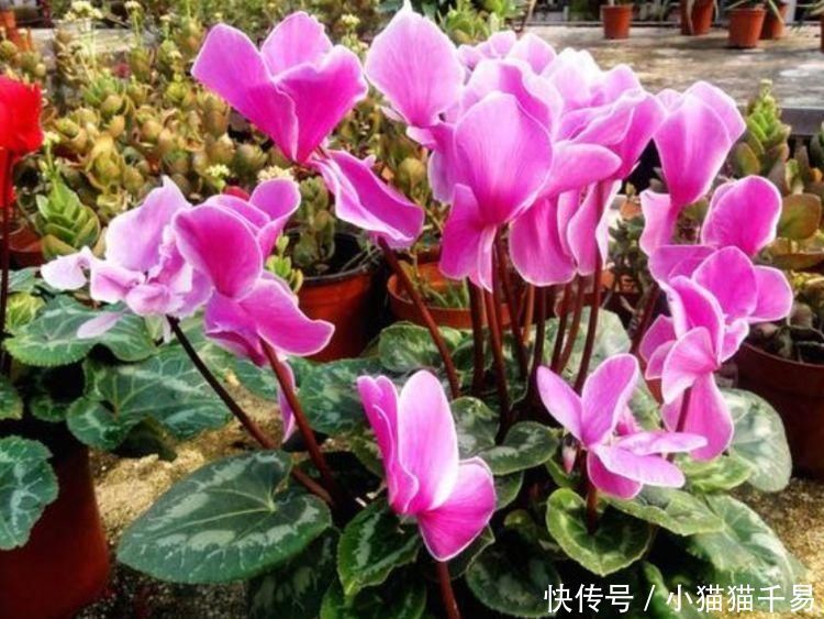 度夏难|4种花,一到夏天就闹脾气,浇不得、晒不得,一言不合死翘翘