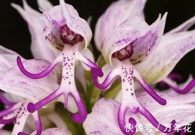 世上最奇异的“5种花”,1个比1个奇葩,太难得一见,第3个正盛开
