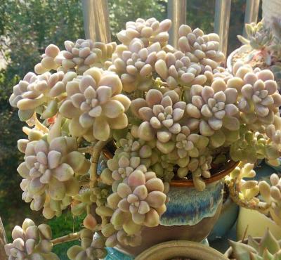 此款强悍多肉,容易群生长满盆,颜色靓丽惹人爱,满满成就感!