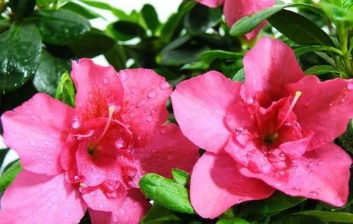  盆景|把杜鹃花养成盆景，你需要一些小技巧