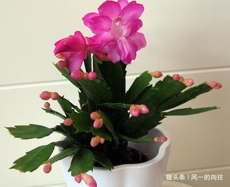 家养蟹爪兰总是不开花学会这三个小技巧，轻松年年爆满盆