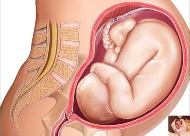宝妈|准妈妈的“肚量”有多大怀孕后内脏被挤成这样，每阶段都是折磨