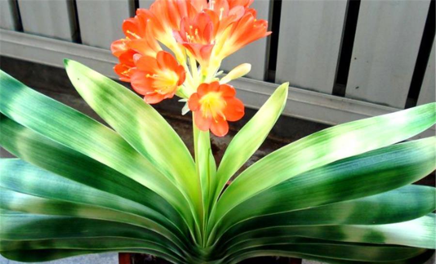 强光|入伏后君子兰迎来最大挑战,学会“1多1少2不要”,安全度夏