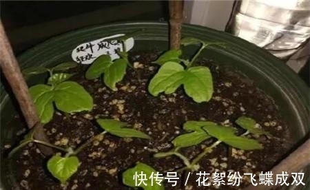 花土|夏天就是种花日,这花养半个月就爆满阳台,路过都要羡慕死!