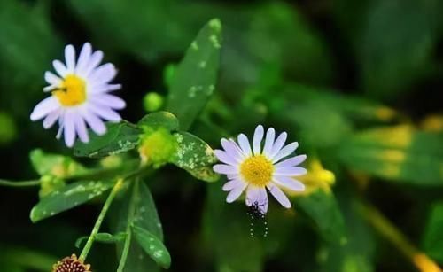 會吃的人最健康,3種食物不可少,排毒養顏,有益健康!