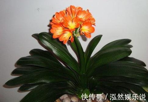 竹签|养护君子兰，学会“3个”浇水“小窍门”，满盆长满“大白根”