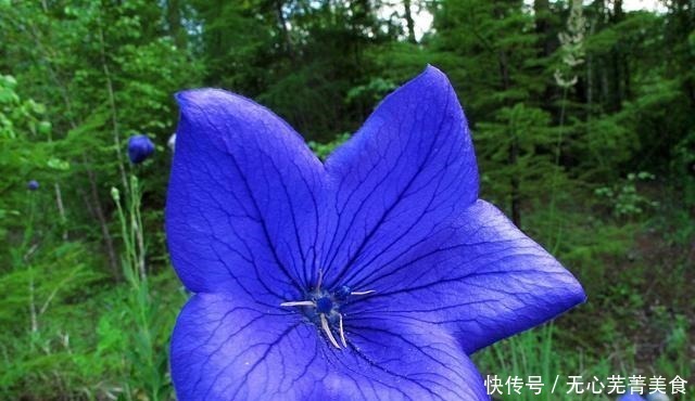 桔梗|这4种花,漂亮好养、耐寒花期长,能做美食能入药,营养健康