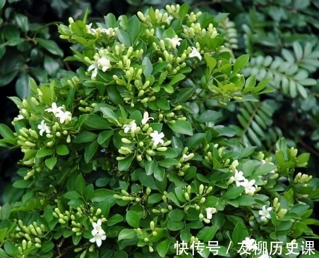 这首歌|养盆九里香，花色素雅有气质，比香水还好闻，易打理好养活
