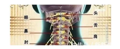神经|颈椎,为何为“百病之源”!颈椎病分10级,超过2级就要注意了