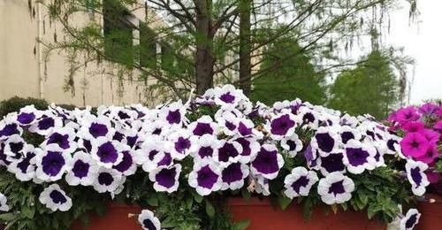  盆栽植物|养花：保证养一盆旺一盆？更换盆栽土添上这个好东西，没问题