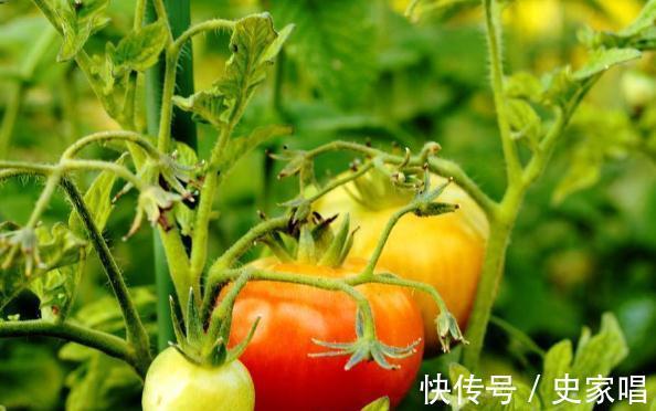 登记证|有人说80%网购农药都不靠谱?注意两点一建议,教你网购正品农药