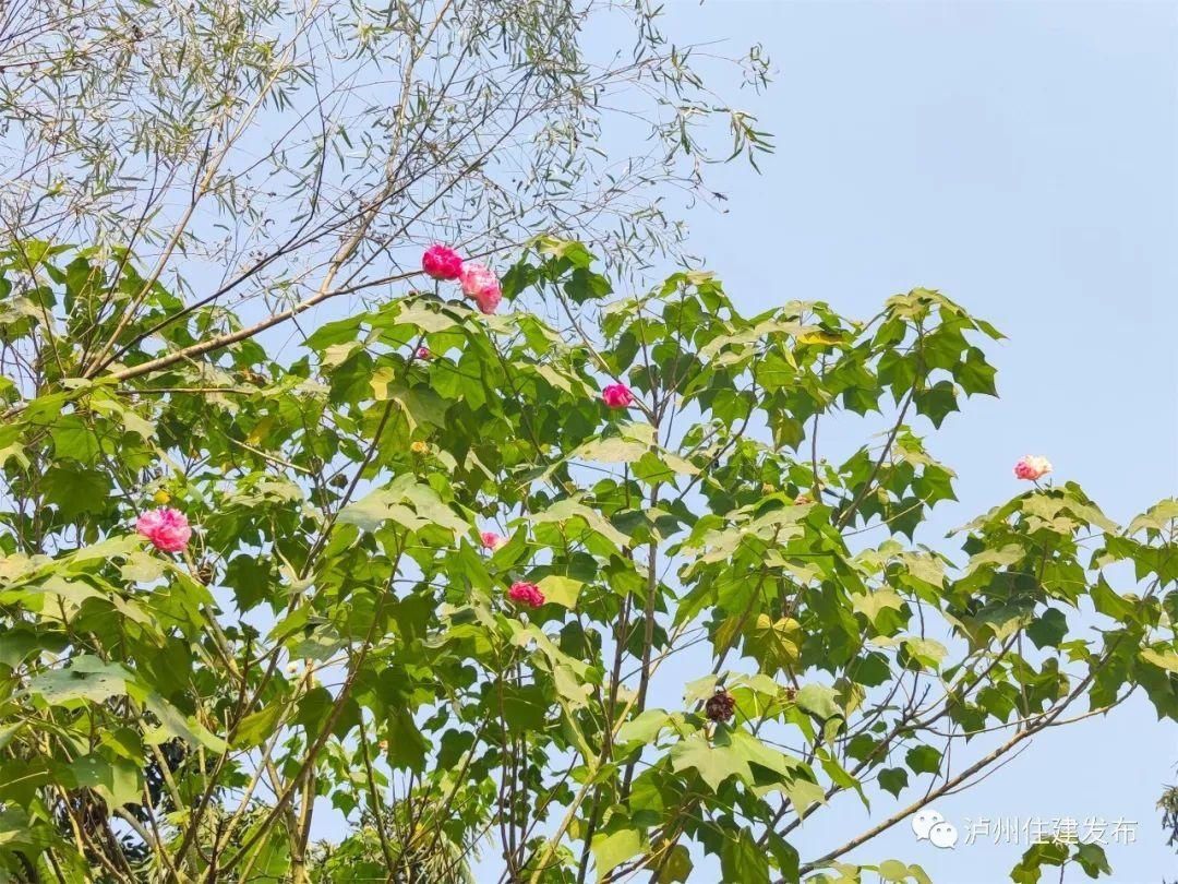  惊喜|十一月花事｜立冬后的惊喜，赏一树芙蓉花开！