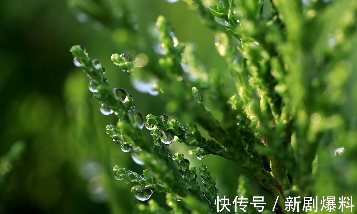 郑玉玲|白露诗词:人间最美是白露,祝君岁岁长安康