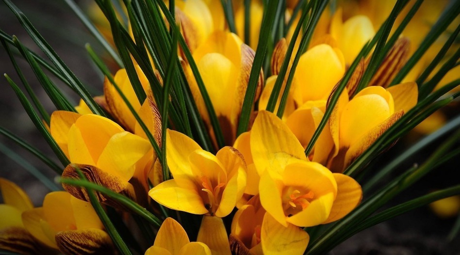 此花给人感觉清新脱俗，简单朴实，具有特异芳香，像害羞的小女生