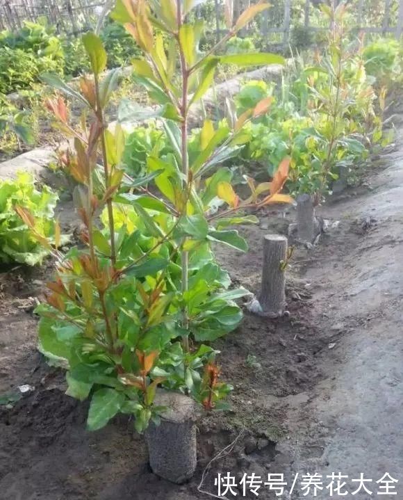 大粗杆子扦插，泥巴一裹就生根，秒变老桩大户