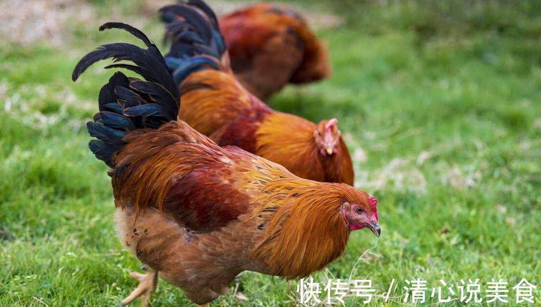 阉鸡手艺失传多年，现用中药阉鸡法，一天用几颗，既简单又实用