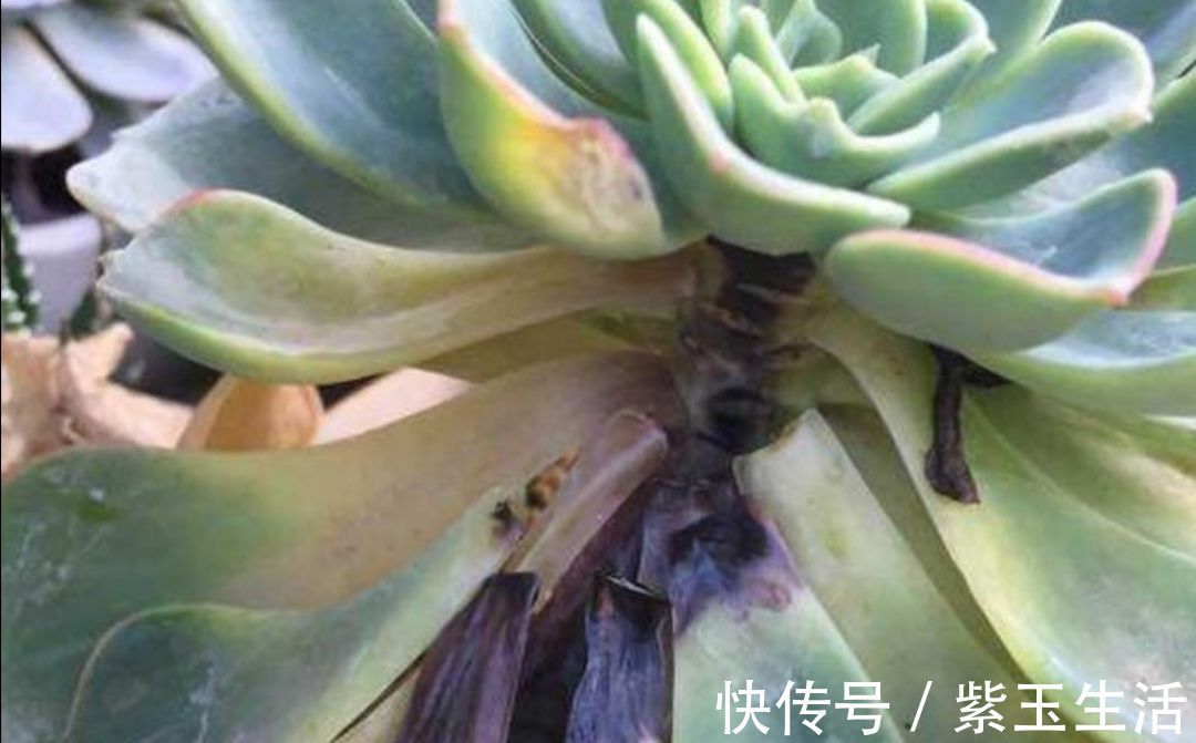 夏天|夏天养多肉,教你3个养护技巧,不再烂根化水