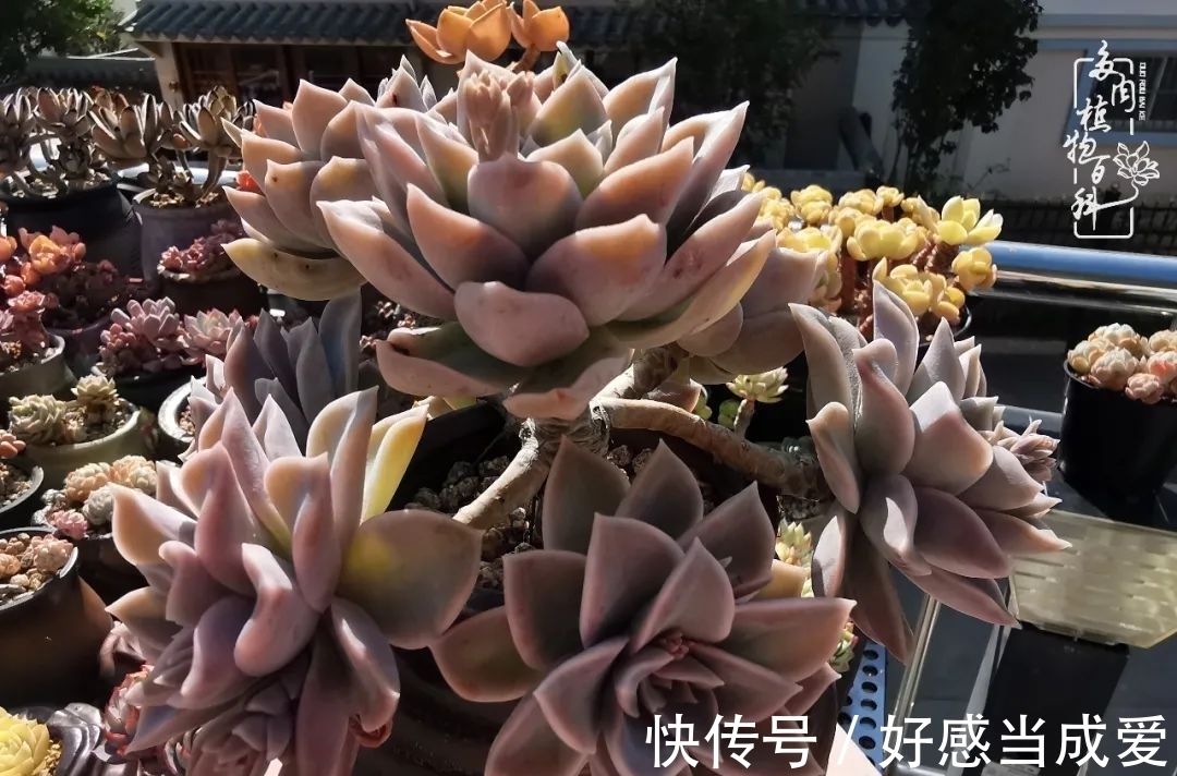 治愈之“肉”:愿所有的养肉人都被这些“胖子们”治愈