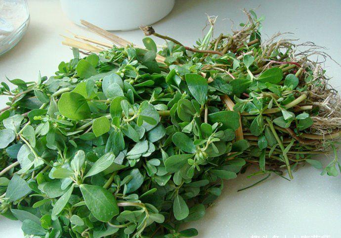 功效|一味马齿苋,治病大功效!马齿苋的5大顶级妙用方,连中医都夸赞