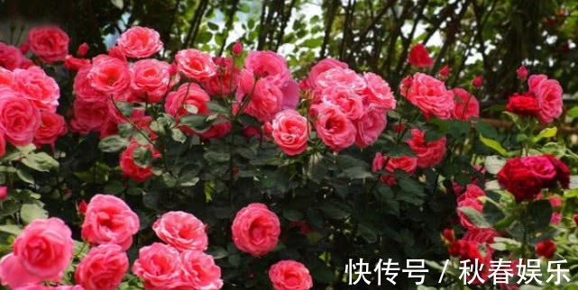 养月季,学会''6点''你就是高手,花苞冒不停,年年开花不断!