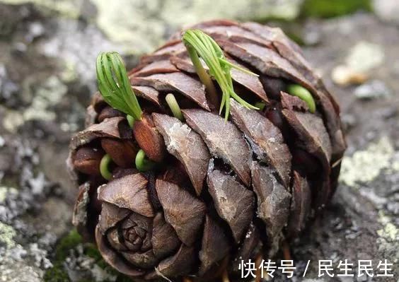 阳台上|捡了个“松果”插在盆里,不几天长成了盆景,摆在家里太漂亮了